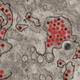 Zika virus particles, in red, found inside the kidney cells of an African green monkey.